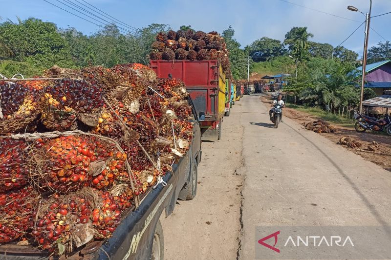 Dinas TPHP Bengkulu Tetapkan Harga Jual TBS Sawit Rp3,11 Ribu Per kg