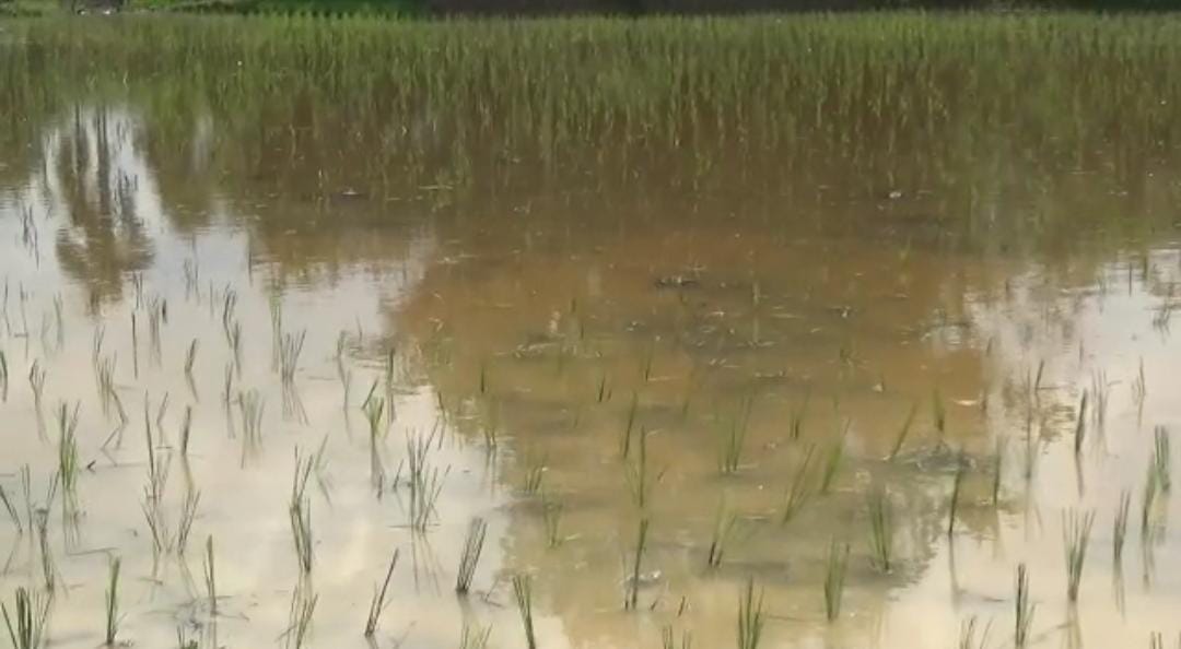 Curah Hujan Tinggi, Tanaman Padi di Muaro Jambi Terendam Banjir