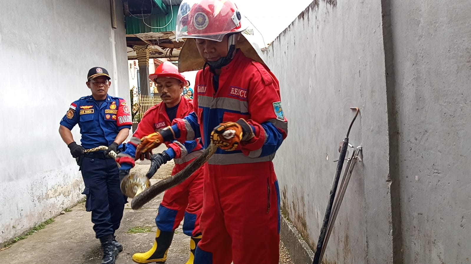 Damkar Kota Jambi Evakuasi Ular Sanca Sepanjang 1 Meter di Kebun Handil