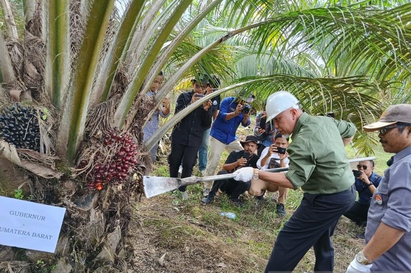 14.919 Hektare Kelapa Sawit Rakyat di Sumbar Direplanting BPDPKS