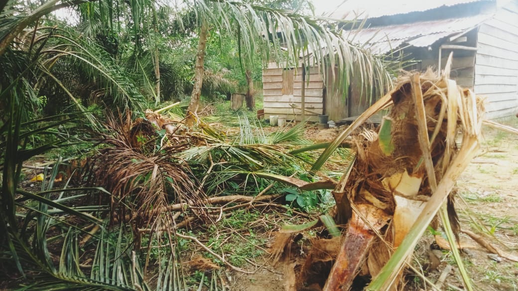 8 Ekor Gajah di Tebo Rusak Lahan Sawit Warga