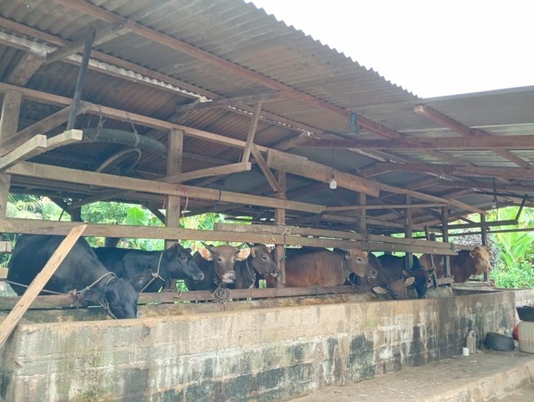 1.200 Hewan Ternak Tersedia untuk Qurban Idul Adha