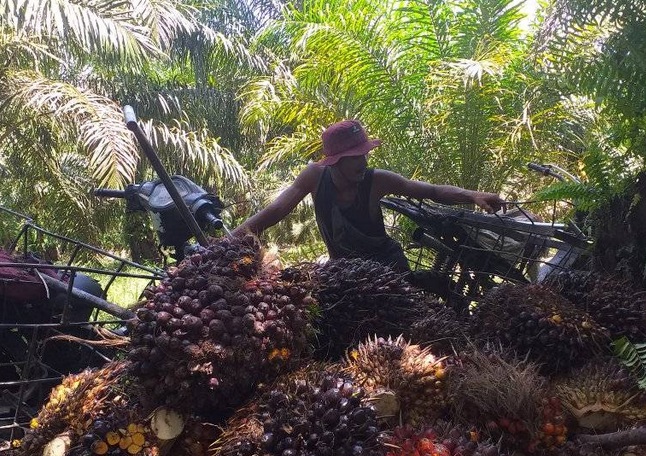 2.000 Petani Sawit Jambi Melenggang Tembus Pasar Eropa karena Kantongi Sertifikat Sakti Ini