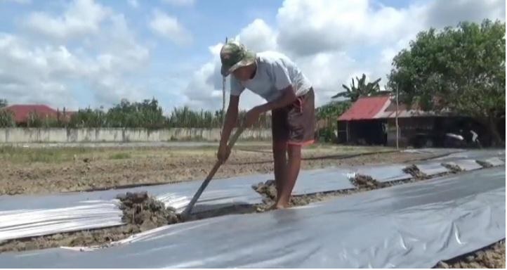 Antisipasi Serangan Jamur dan Jatuhnya Harga Pakan, Petani Alihkan Lahan Jagung ke Cabai