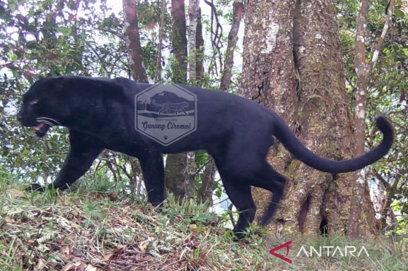 Balai TNGC Deteksi Tiga Individu Macan Tutul Asli di Gunung Ciremai