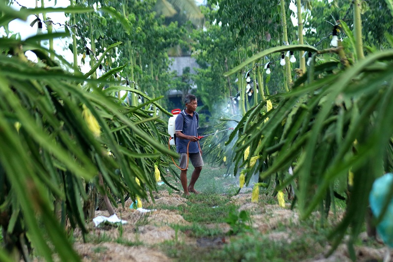 Dari Banyuwangi ke Pasar Lebih Luas, Petani Buah Naga Naik Kelas Berkat Program Klasterku Hidupku BRI