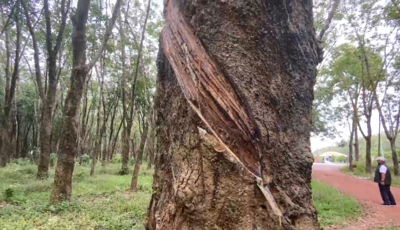 5 Rahasia Petani Karet Vietnam Hasil Berlimpah Pagi Tidur-tiduran