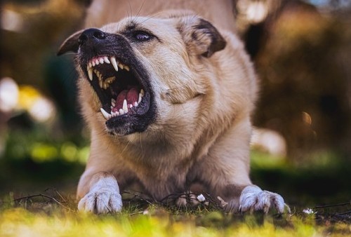 Setelah Digigit Anjing Perlukah Disuntik Rabies?