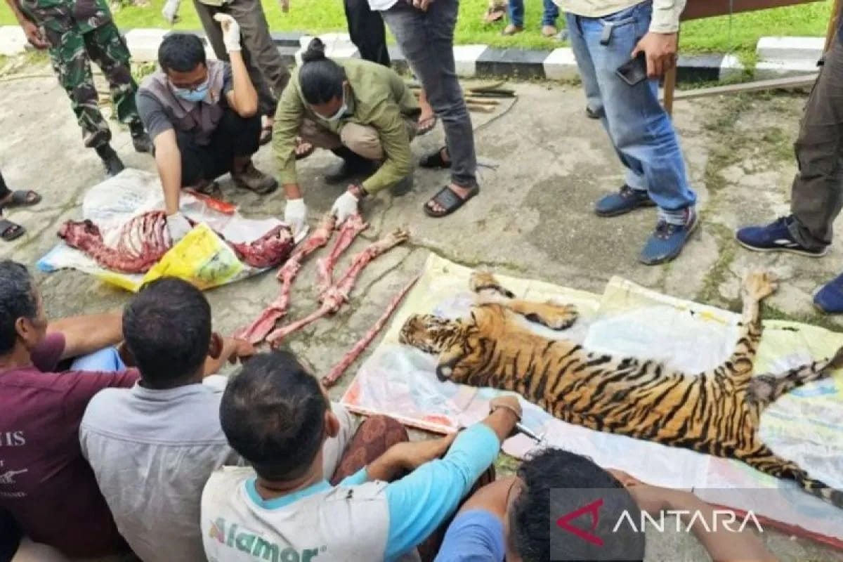 Kemenhut Pastikan Tindak Tegas Pelaku Perburuan Harimau Sumatera