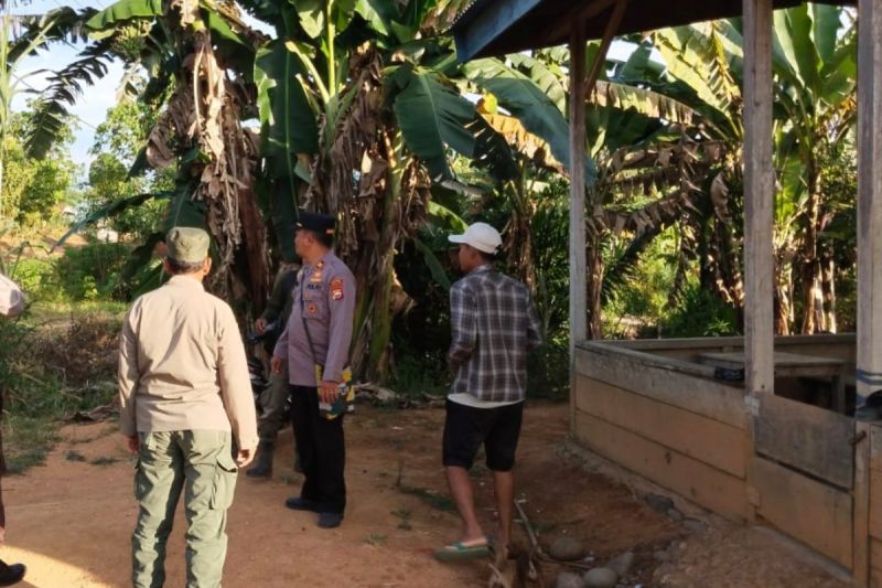 Konflik Satwa Harimau, BKSDA Bengkulu Siaga di Lokasi