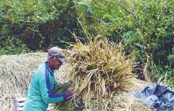 42 Hektare di Provinsi Jambi Gagal Panen, Tanaman Pangan dan Hortikultura