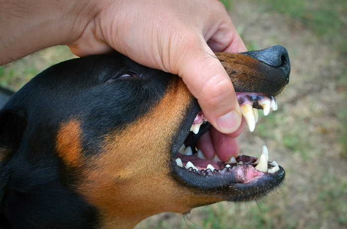 Disbunak Tanjabbar, Perkuat Vaksinasi Rabies