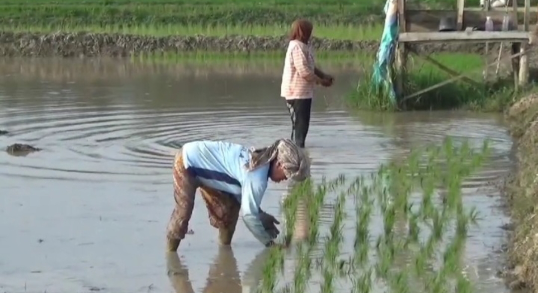 Dorong Petani Tanam Padi Dua Kali Setahun