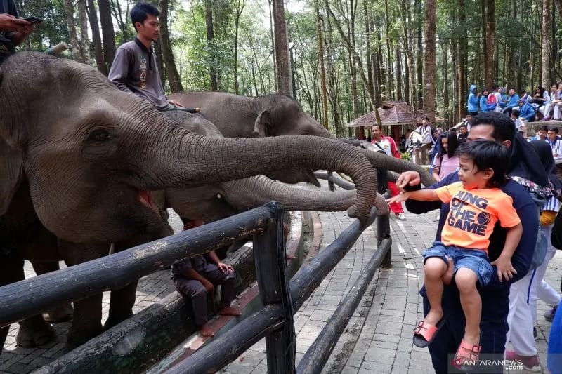 Pertamina Patra Niaga Dukung Konservasi Gajah Sumatera