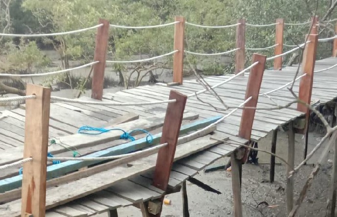 Pengunjung Jembatan Mangrove Pangkal Babu Histeris, Jembatan Nyaris Roboh