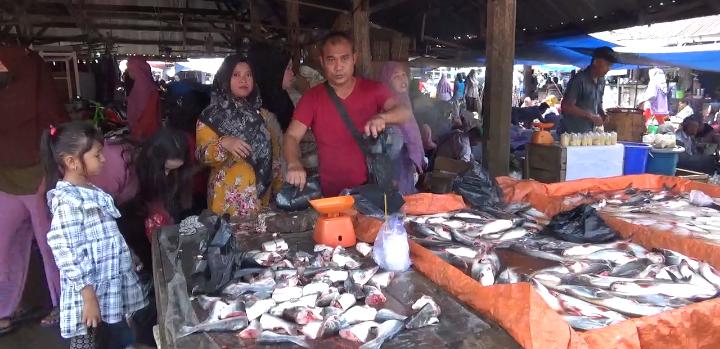  Harga Ikan Patin di Muaro Jambi Melonjak, Akibat Tingginya Harga Pakan dan Bibit
