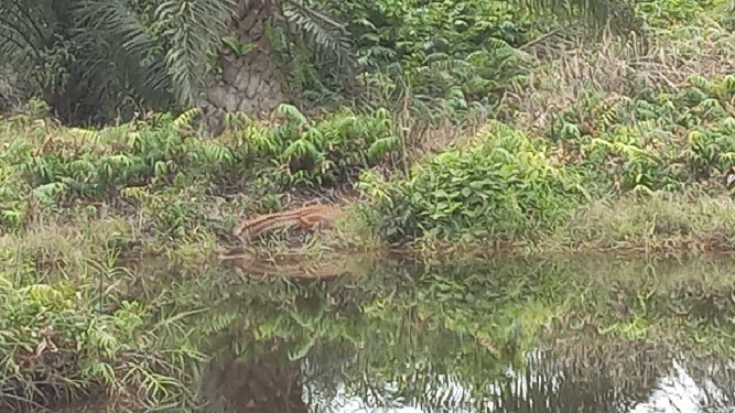 Waspada! Serangan Buaya Saat Air Pasang Besar di Tanjabtim