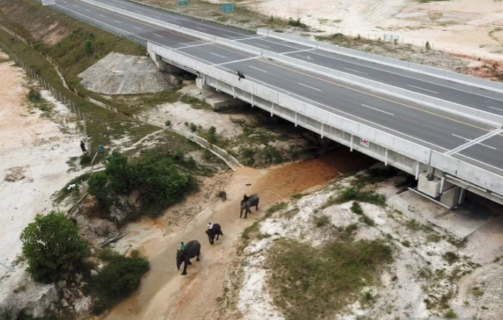 Tak Hanya Manusia 75 Gajah Pun Wara-wiri Melintasi Tol Pekanbaru-Dumai dengan Terowongannya