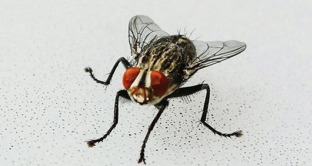 Kenapa Lalat Susah Ditangkap? Ternyata ini Sebabnya