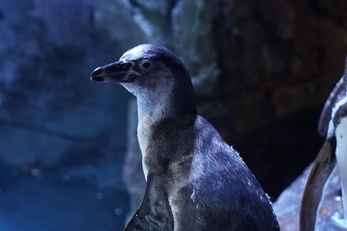 Jakarta Aquarium & Safari Umumkan Lahirnya Dua Bayi Pinguin Baru