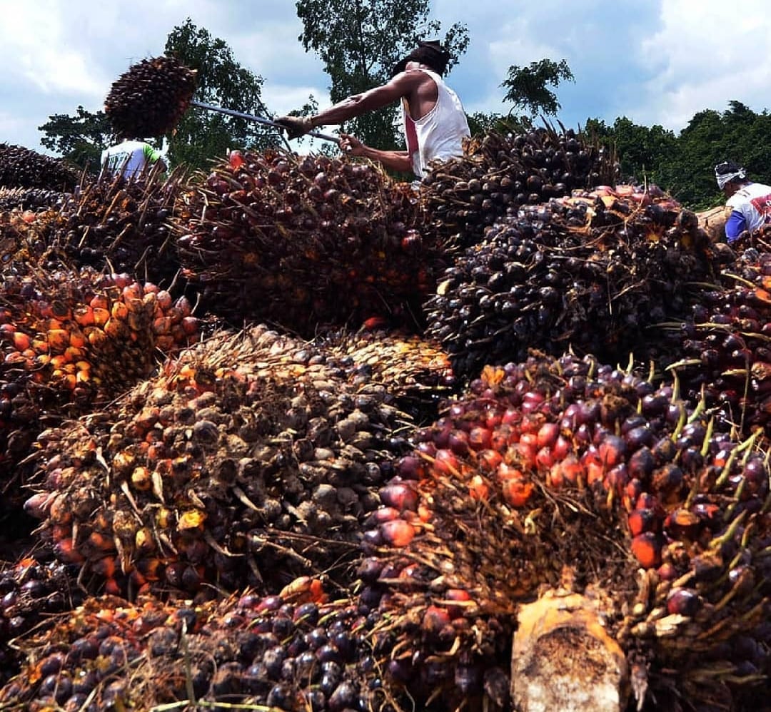 Jelang Nataru, Harga TBS Kelapa Sawit di Jambi Kembali Turun, Berikut Daftar Harganya