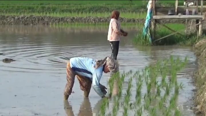 Petani Berharap Dapat Bantuan Pupuk dan Penuntas Hama