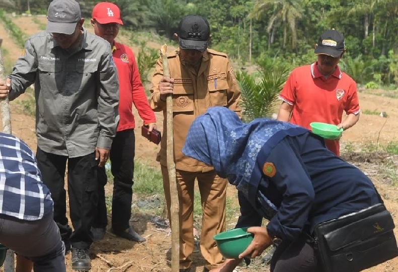 Pj Bupati Merangin Tanam Padi Tumpang Sisip di Lahan Replanting