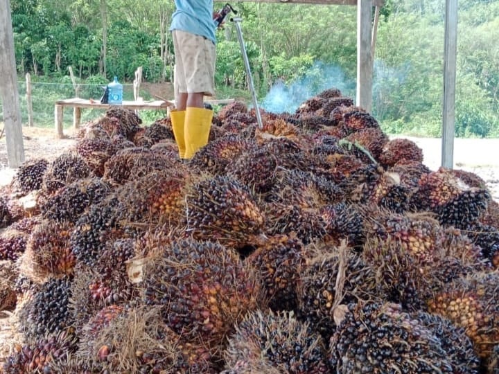 MEROSOT! Harga CPO Jambi Turun Rp 54,94 Per Kilogram, Kernel Turun Rp 75,93 Per Kilogram