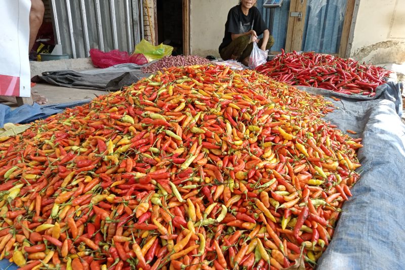 Harga Cabai di Mataram Capai Rp70.000 Per Kilogram 