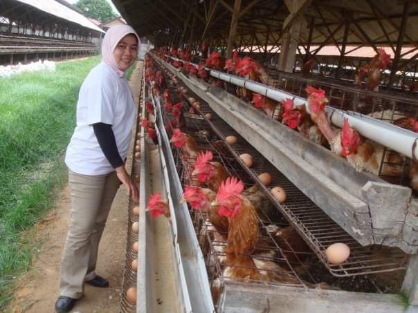 Ini Kriteria Penerima Bansos Telur dan Daging Ayam Sebelum Lebaran 2023