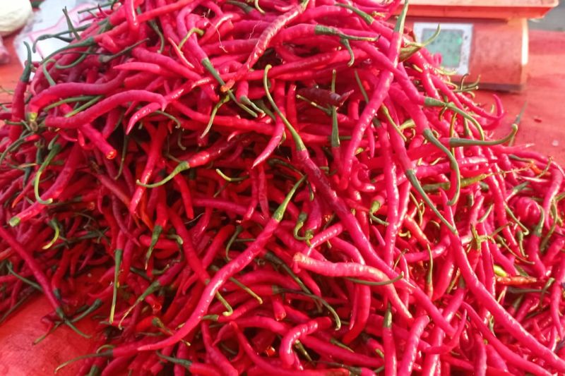 Harga Cabai Ditingkat Pengecer di Lebak Merangkak Naik. Di Jambi Relatif Stabil