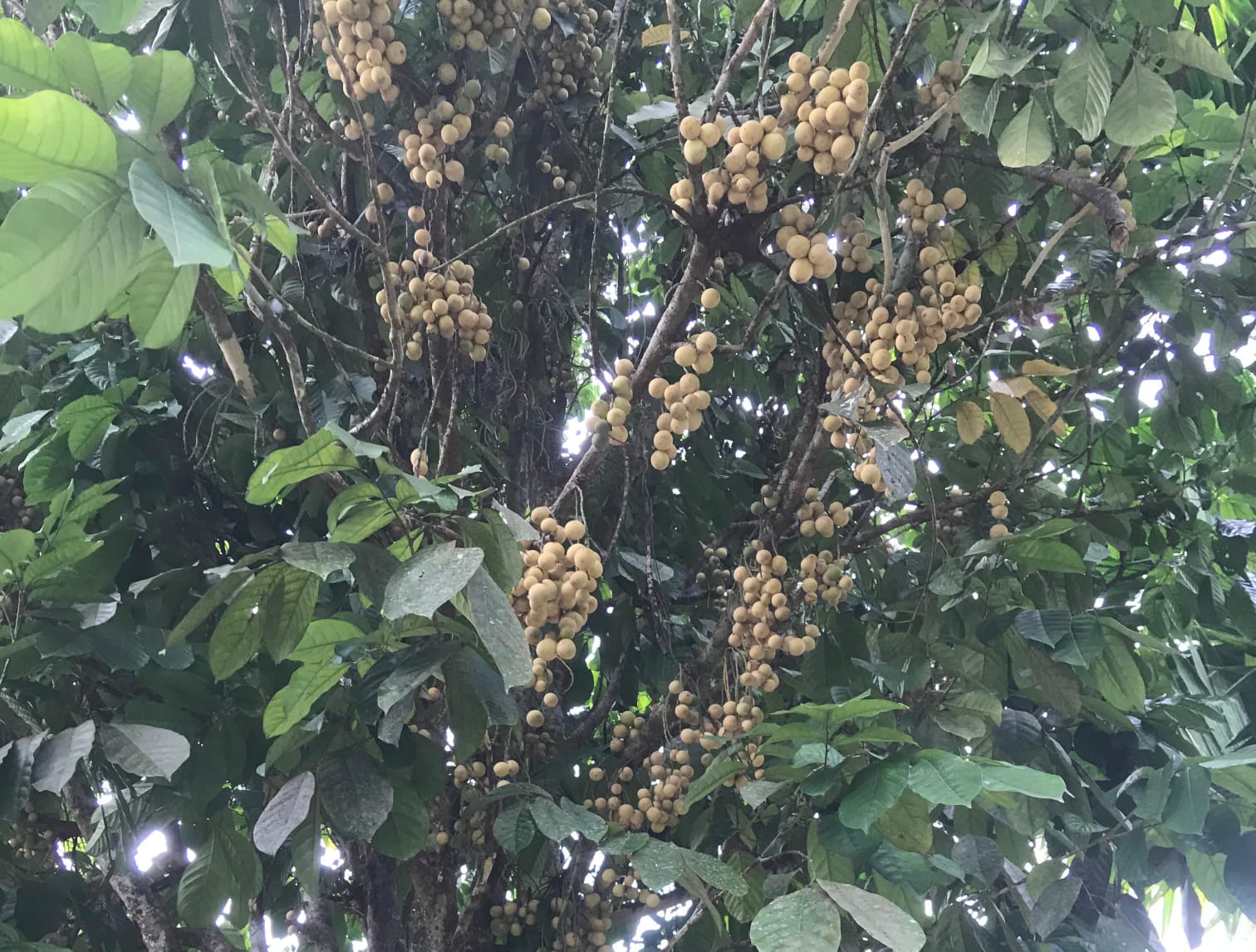 Buah Duku Tanjabtim Panen Lagi, Pohon Banyak Mati Hasil Tak Maksimal