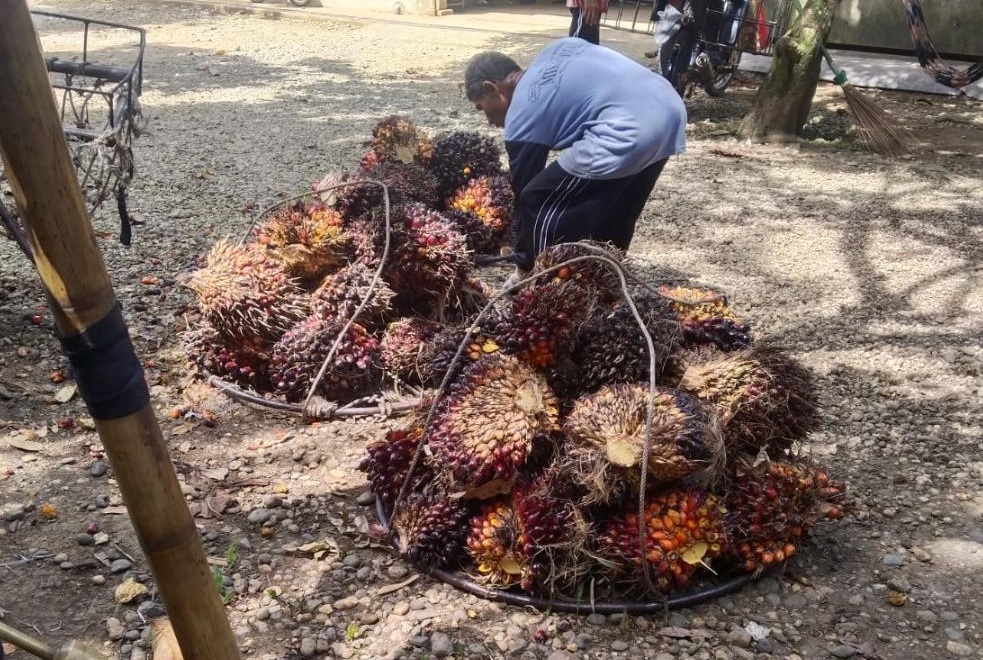  Proyeksi Harga CPO 2026, Sawit Tetap Jadi Penopang, Hingga September 2025 Ekspor Minyak Sawit 28,55 Juta Ton