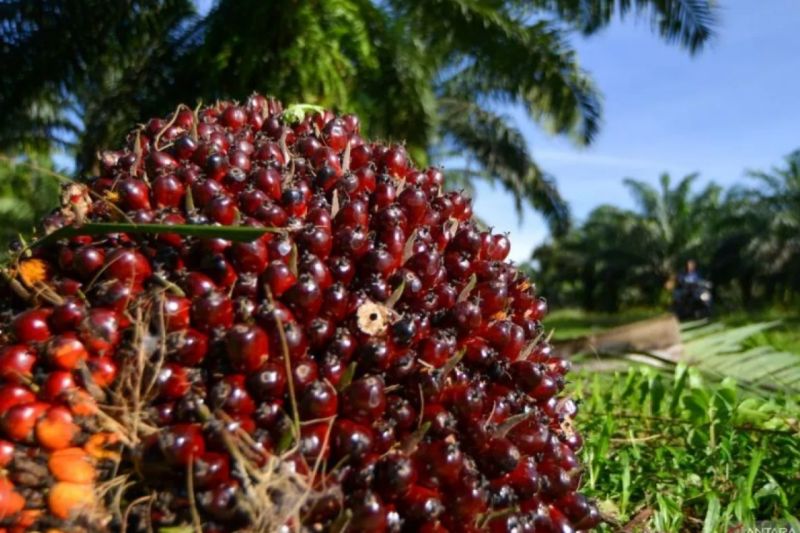 Harga TBS Kelapa Sawit Petani Swadaya di Riau Kembali Turun