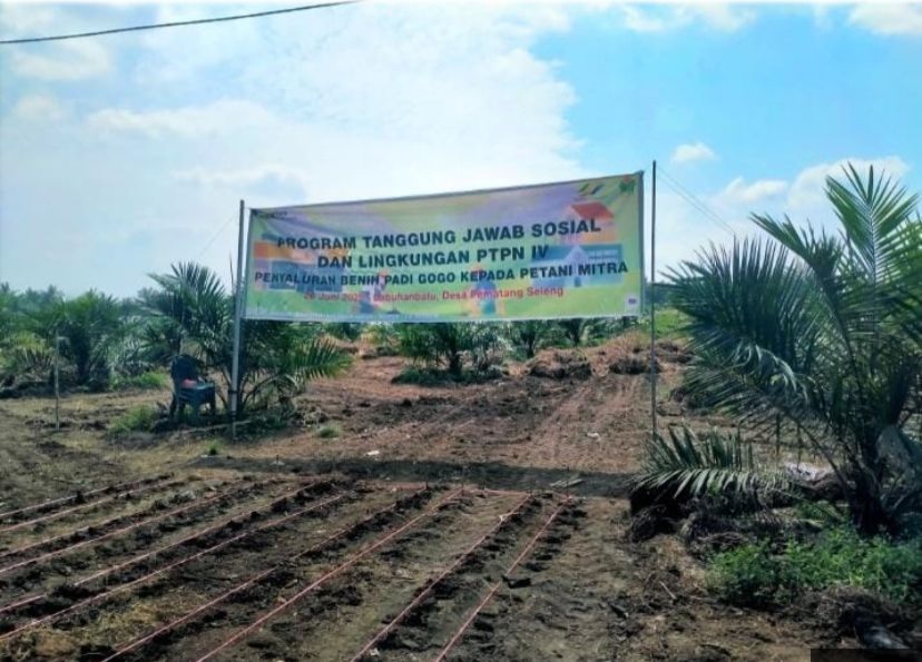 PTPN IV PalmCo Dorong Swasembada Pangan Lewat Bantuan 22 Ton Benih Padi