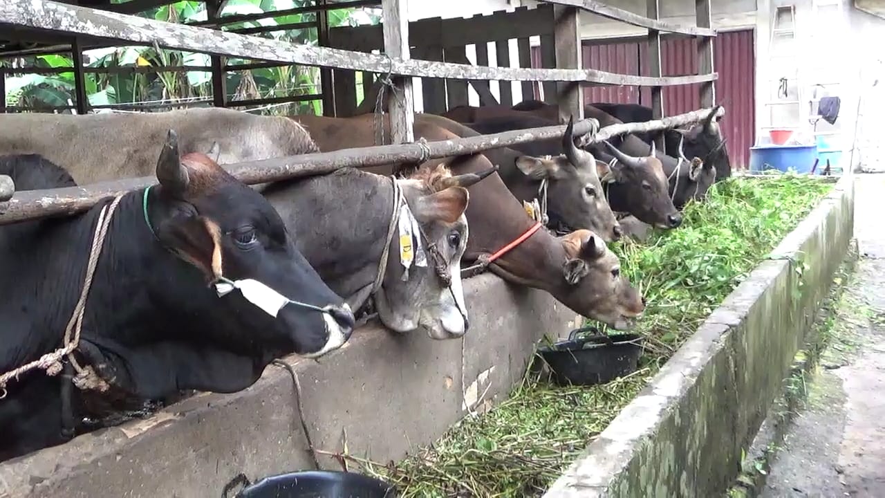 Pemkab Tanjabbar Awasi Hewan Kurban Dalam kondisi Sehat 