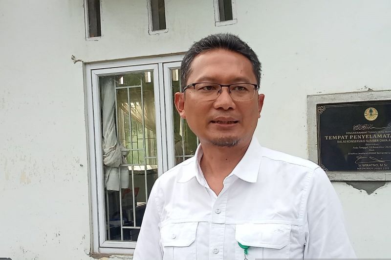 BKSDA Jambi Turunkan Tim Pastikan Kebenaran Gajah Masuk Perkebunan 