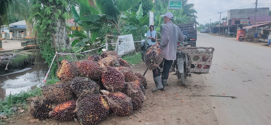 Harga TBS Sawit Bangka Tengah Tertinggi Tembus Rp 3.130/Kg, Ini Rincian Harga TBS 22 September 2026