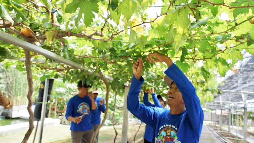 Cerita Petani Anggur Duyu Bangkit: Reforma Agraria Tak Hanya Soal Tanah, tapi Juga Kemandirian