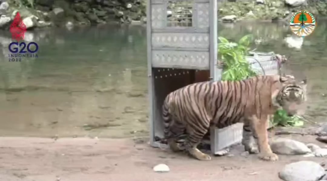 BREAKING NEWS: Citra Kartini Harimau Sumatera yang Dilepas BKSDA Akhirnya Mati