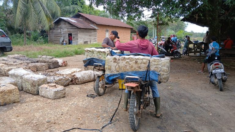 Harga Karet Anjlok, Petani Bungo Menjerit
