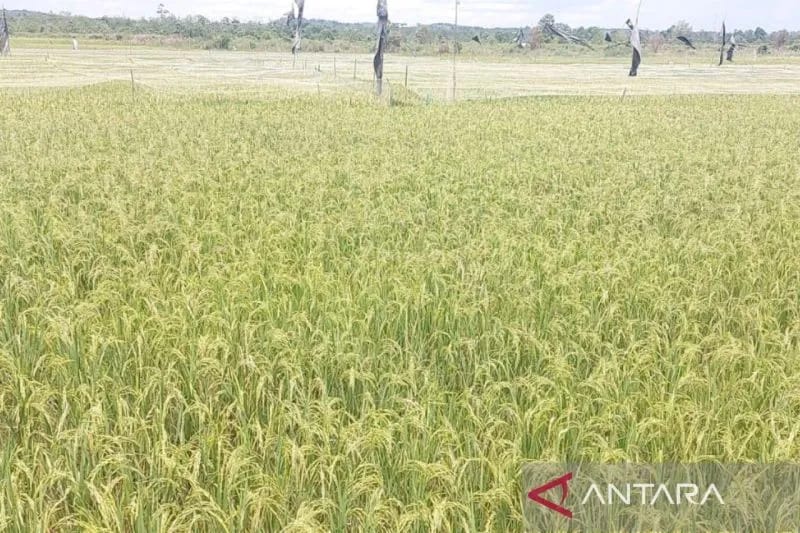 Pemkab Batanghari Salurkan Obat Pembasmi Hama