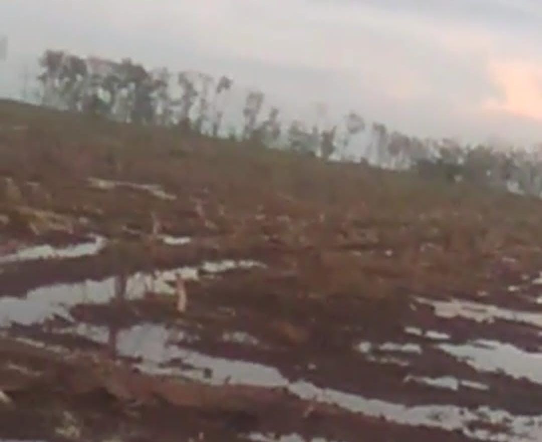 Bersih!, Hutan Mangrove di Sadu Ditebang Tanpa Izin