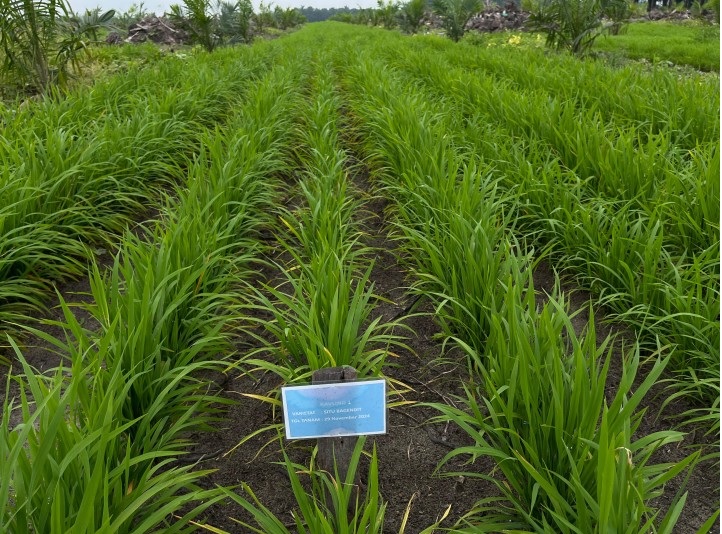 Progres Program Tanam Padi PTPN, Tumbuh Subur dan Potensi Tambah Pendapatan Petani Sawit