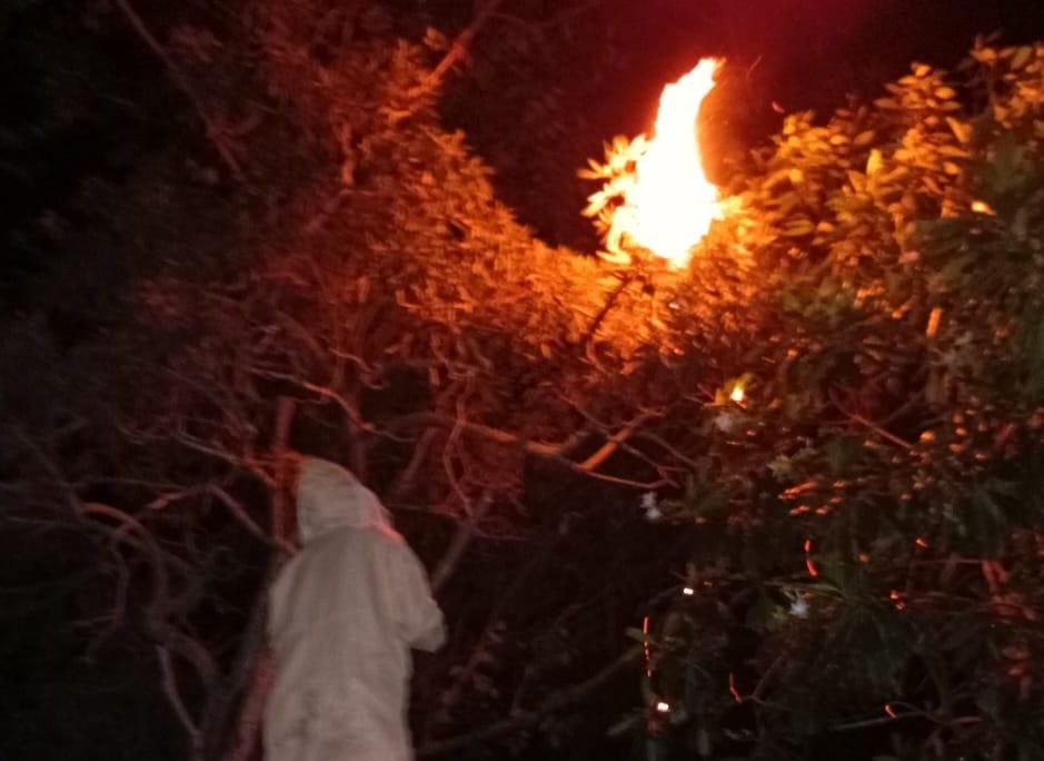 Petugas Damkar Jaluko Evakuasi Sarang Tawon Vespa