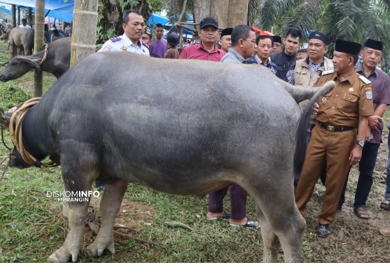 Sambut Ramadhan, Lebih dari 60 Ekor Kerbau Dipotong Secara Massal,  Wabup Khafid Buka Festival Memantai Adat