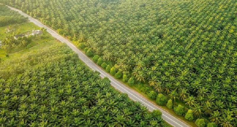 Perkuat Tata Kelola dan ESG, PTPN IV PalmCo Kebut Sertifikasi Standar Global di Seluruh Regional