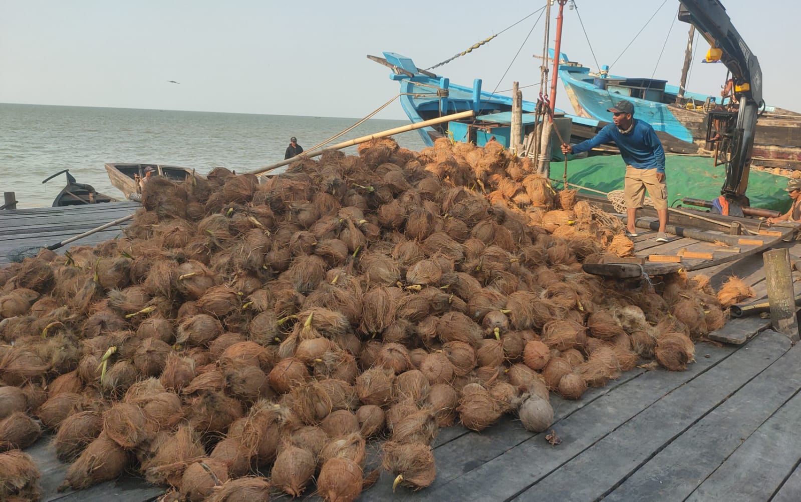 Harga Kelapa Dalam Naik Melonjak, Perekomian Petani Membaik