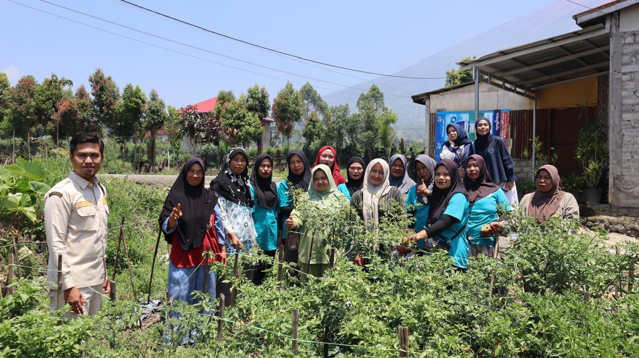 PNM Perkuat Klaster Budidaya Cabai Nasabah di Kerinci