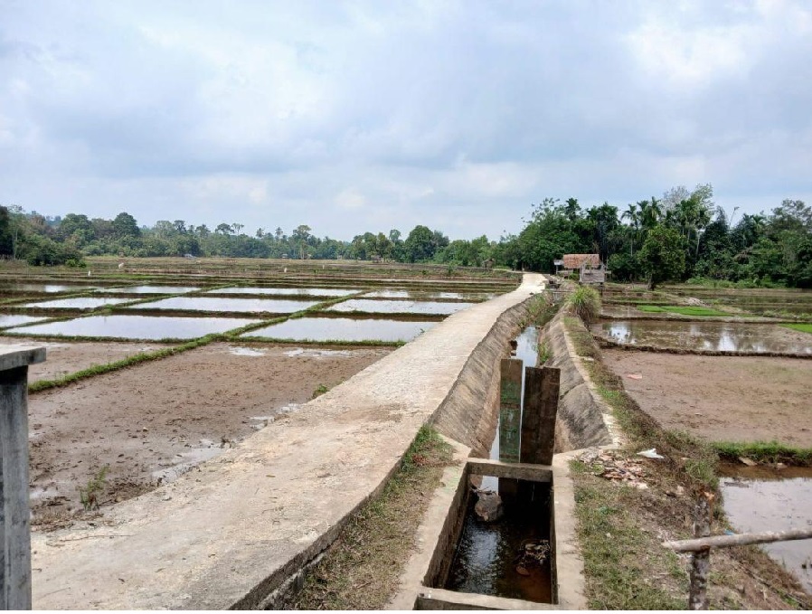 25 Hektar Sawah di Aurgading-Bungo Terancam Kering